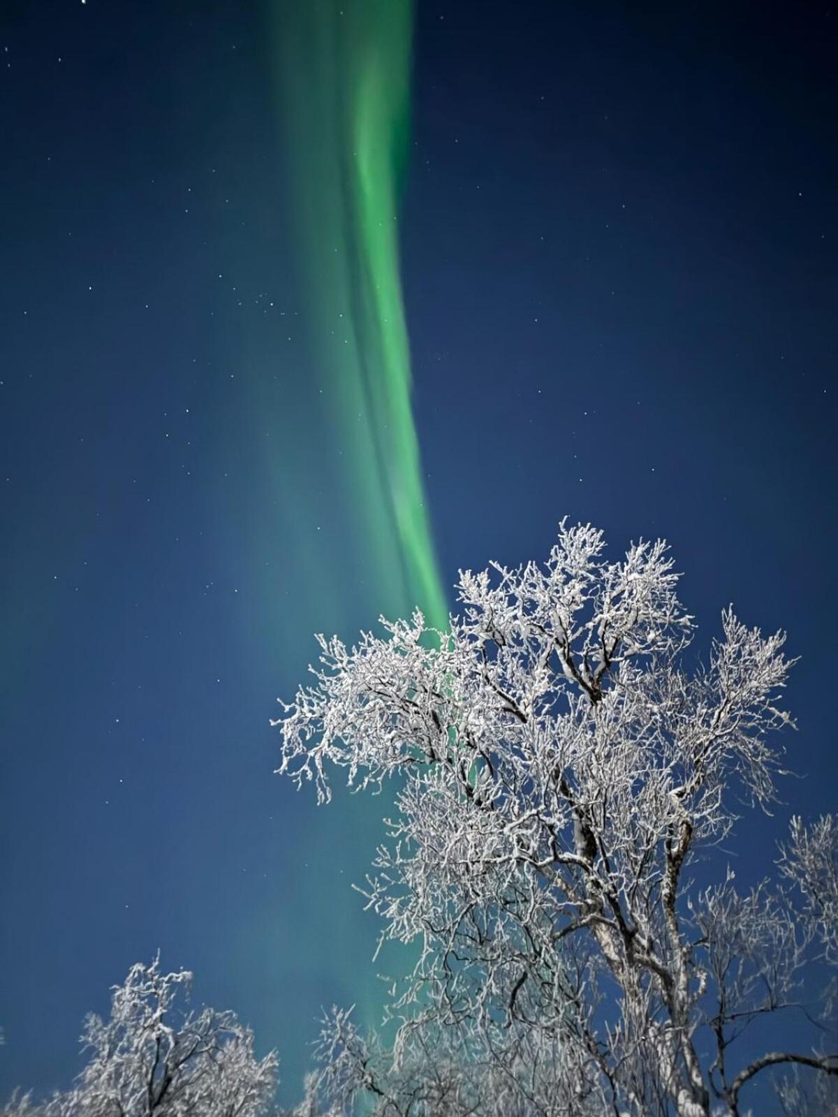 Trivelig Hytte I Senja. 外观 照片